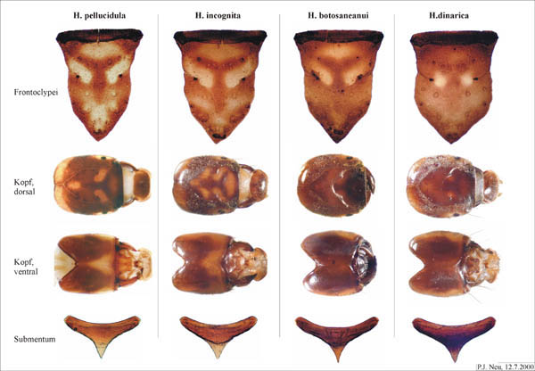 Differenzierungsmerkmale der Larven der Hydropsyche pellucidula-Gruppe