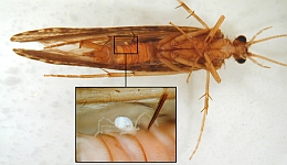 Rhyacophila torrentium-Männchen mit Milbe am Abdomen