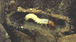 Larve von Philopotamus montanus in ihrer Gespinströhre (Foto: P. J. Neu)
