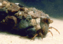 Larve von Potamophylax cingulatus mit Köcher aus kleinen Steinchen (Foto: P.J. Neu)