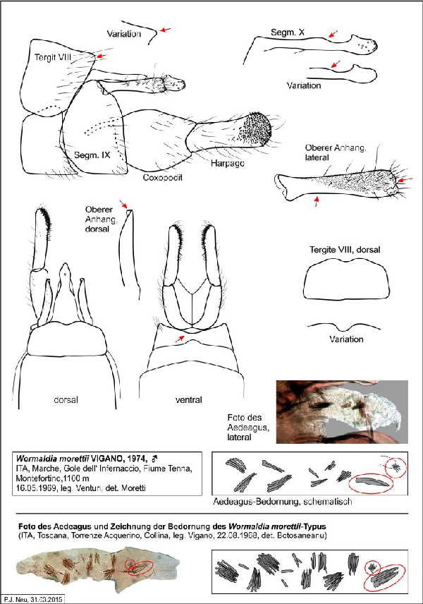 Abb 07 Wormaldia morettii M Montefortino-771