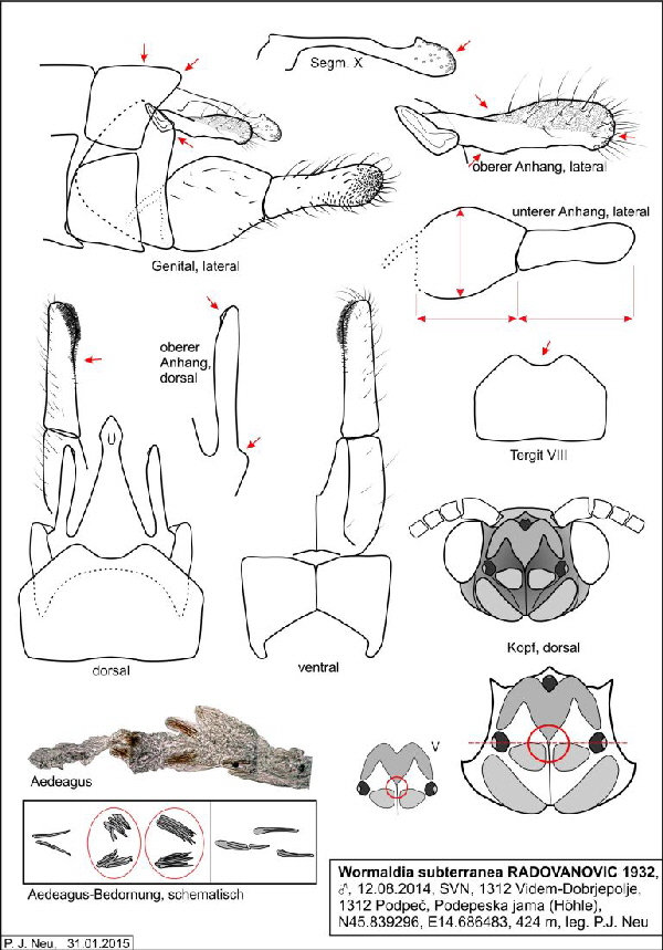 Abb 08 Worm subterranea Podpeska jama 2014 M-770