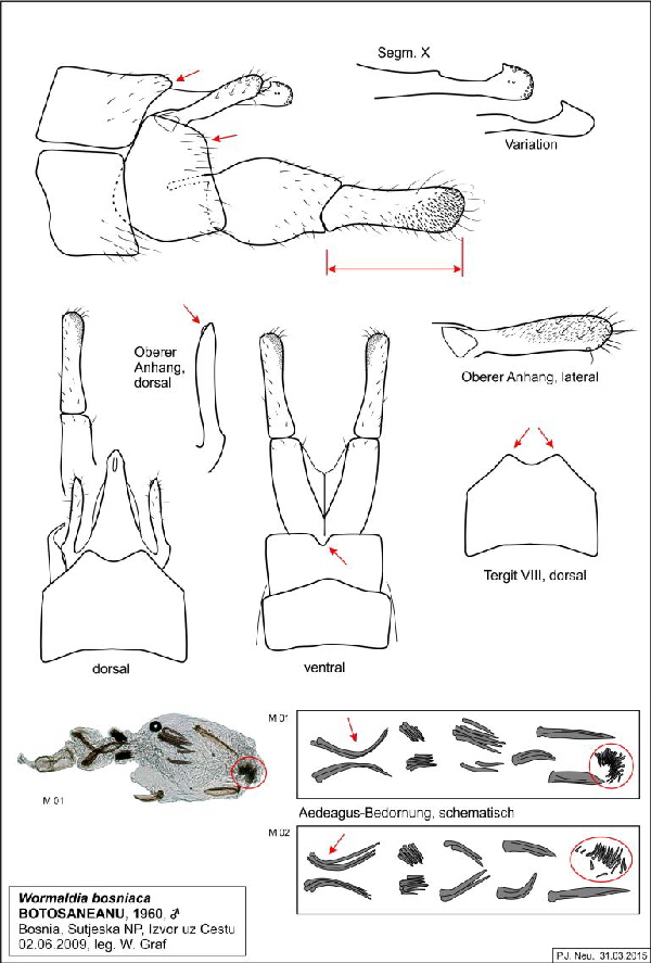 Abb 09 Wormaldia bosniaca BIH Sutjeska M 01-770