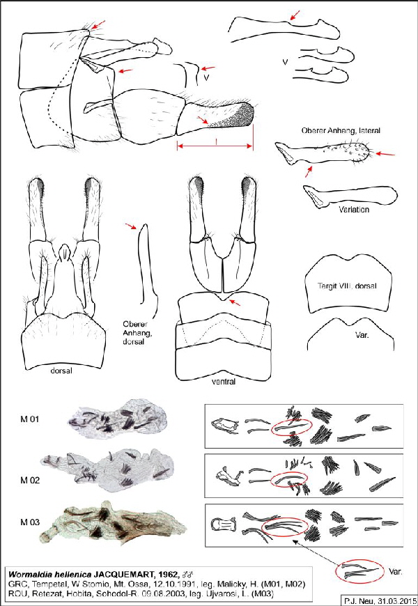 Abb 10 Wormaldia hellenica GRC Ossa-770