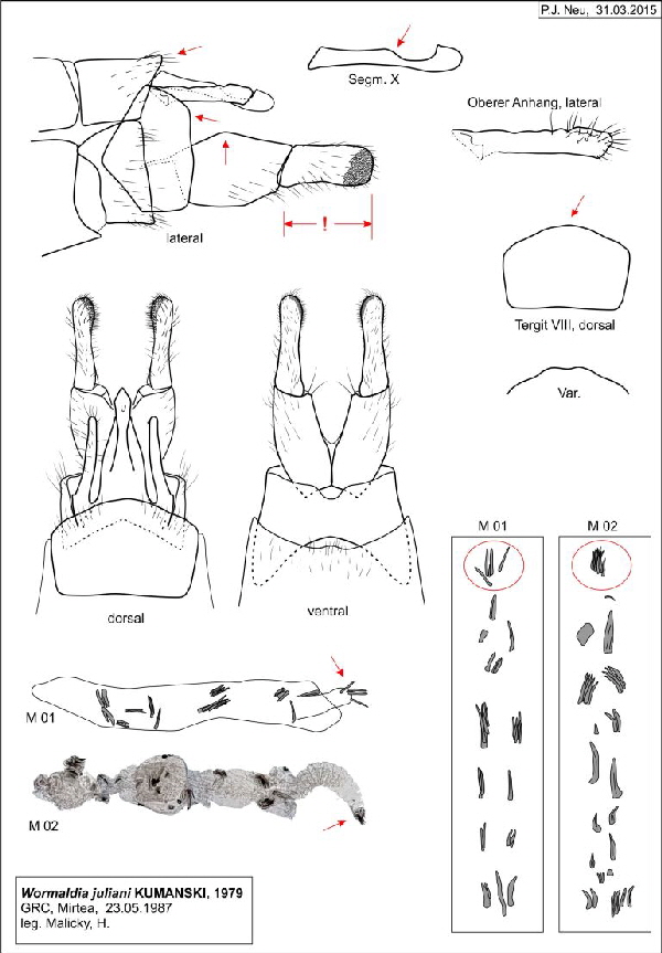 Abb 11 Wormaldia juliani GRC Mirtea-770