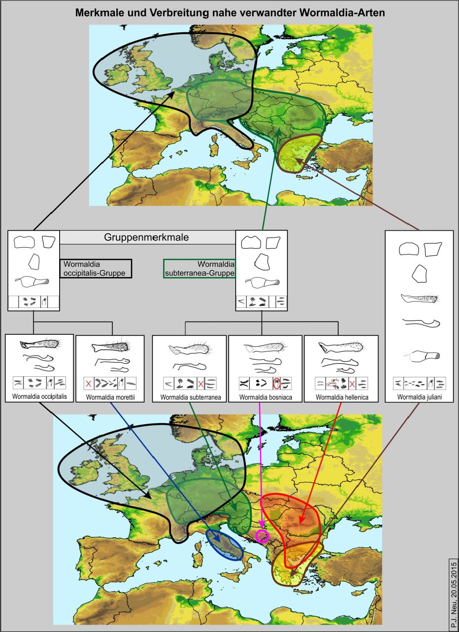 Abb 12 Wormaldia Merkmale und Verbreitung1