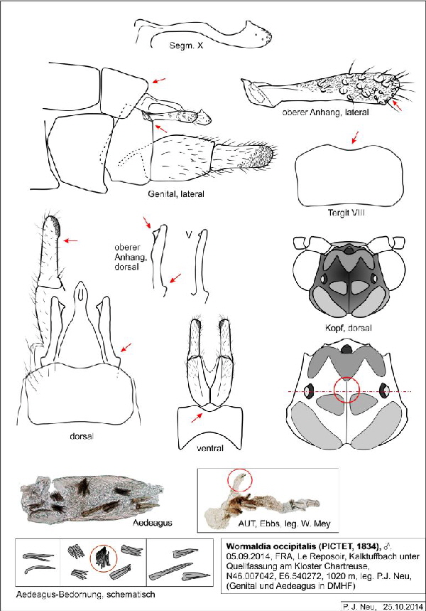 Abb 6 Wormaldia occipitalis occipitalis M FRA Reposoir 01