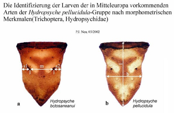 H-pell-Gr-Morphometrie
