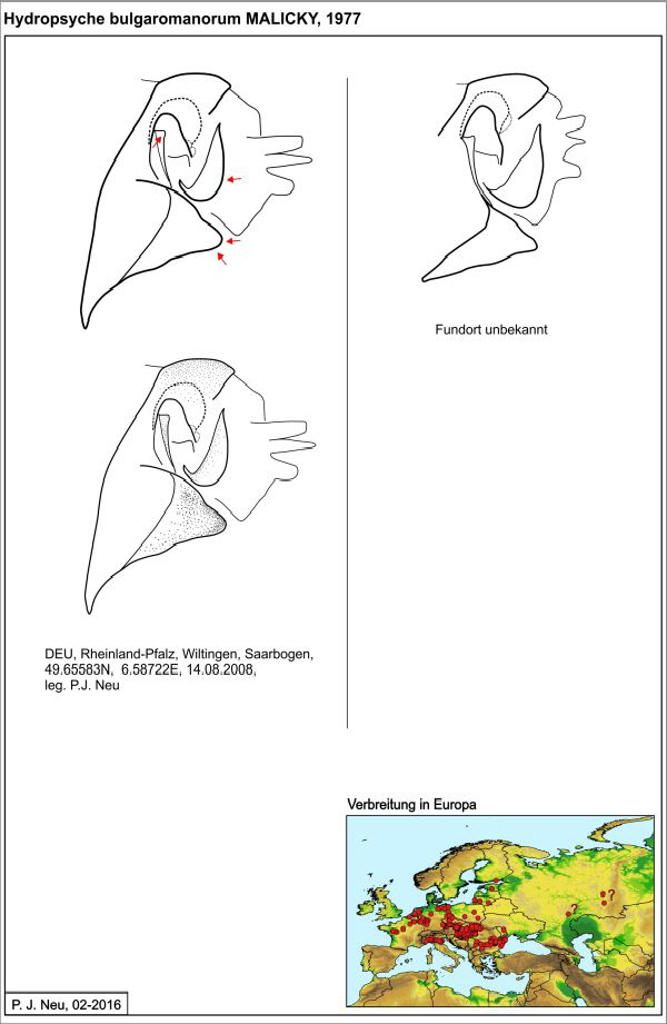 Hydropsyche bulgroman W draw Hydropsyche bulgroman W draw