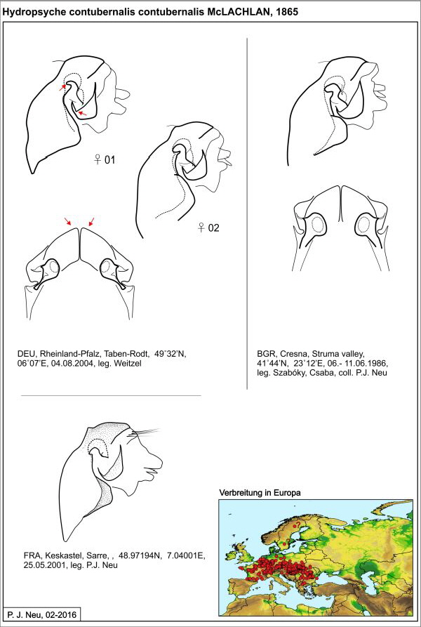 Hydropsyche cont cont W draw Hydropsyche cont cont W draw