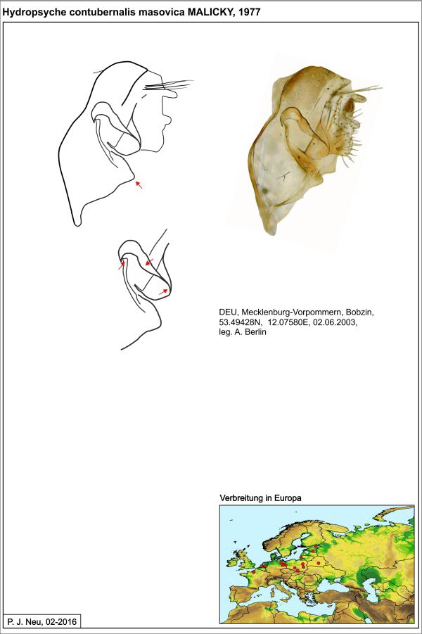 Hydropsyche cont masov W draw1 Hydropsyche cont masov W draw1