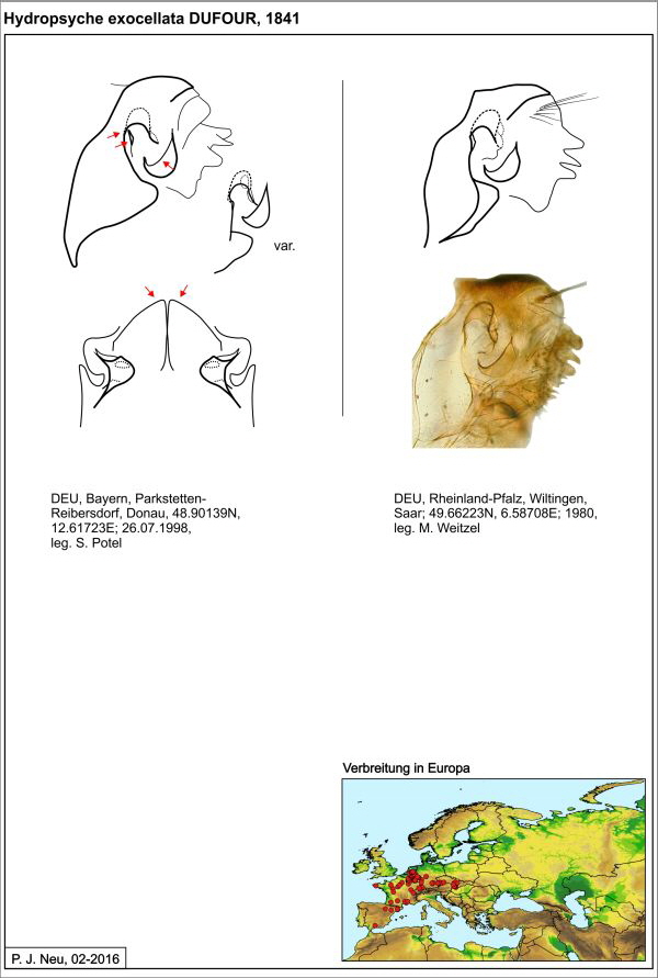 Hydropsyche exocellata W draw2 Hydropsyche exocellata W draw2