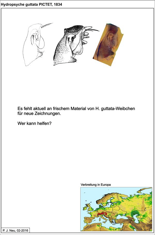 Hydropsyche guttata W draw Hydropsyche guttata W draw