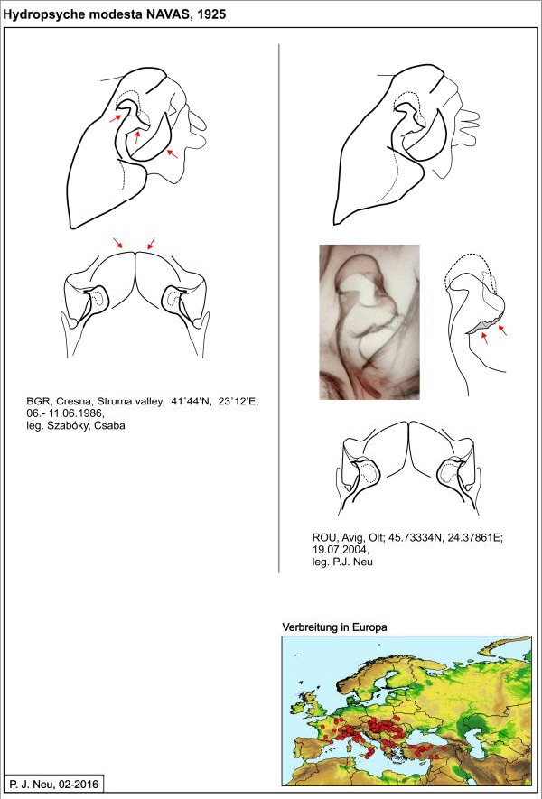 Hydropsyche modesta W draw Hydropsyche modesta W draw