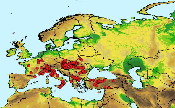 Hydropsyche modesta map-600 Hydropsyche modesta map-600