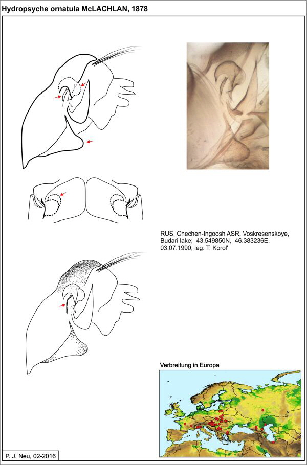 Hydropsyche ornatula W draw1 Hydropsyche ornatula W draw1