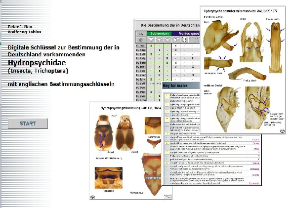 Hydropsychidae-CD Hydropsychidae-CD