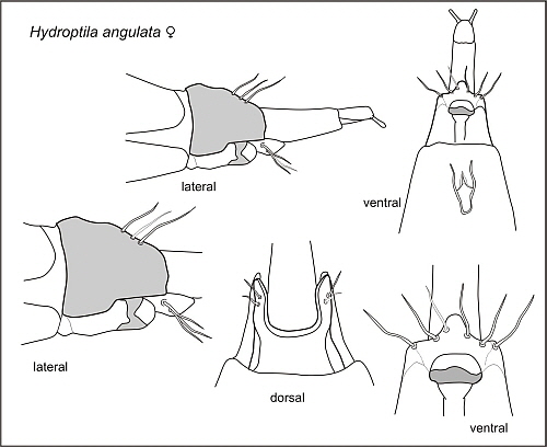 Hydropt-W-Abb2 Hydropt-W-Abb2