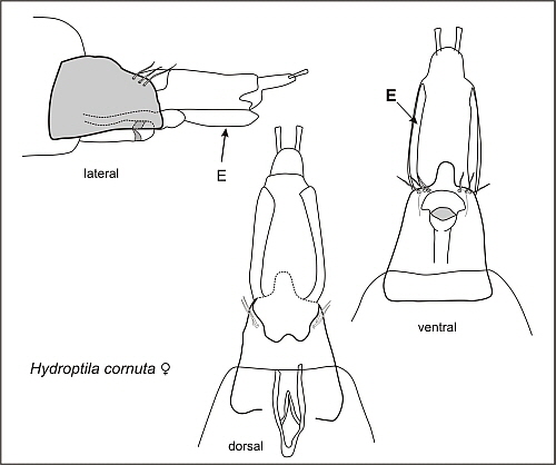 Hydropt-W-Abb3 Hydropt-W-Abb3