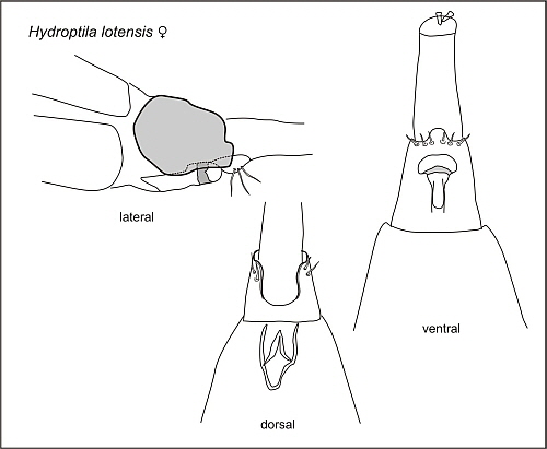 Hydropt-W-Abb4 Hydropt-W-Abb4