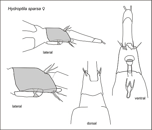 Hydropt-W-Abb6 Hydropt-W-Abb6