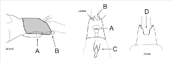 Hydroptila-Weibchen Merkmale Hydroptila-Weibchen Merkmale