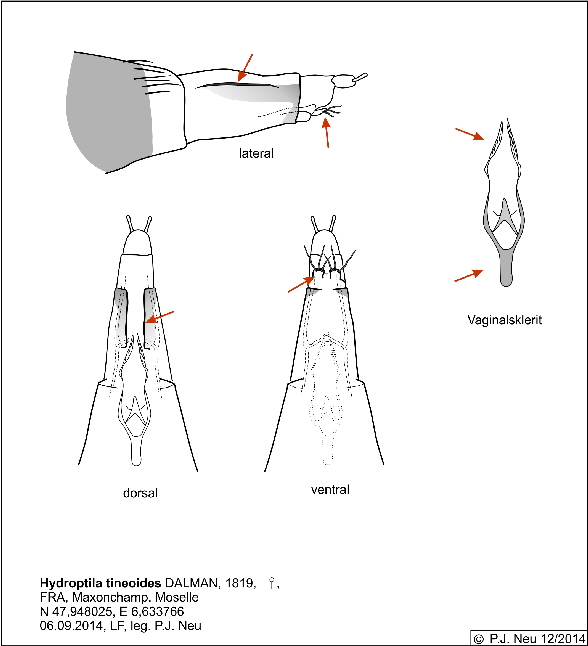 Hydroptila tineoides Weibchen Hydroptila tineoides Weibchen