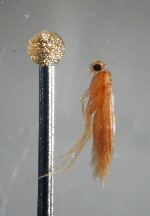 Hydroptilidae Groesse Vergl