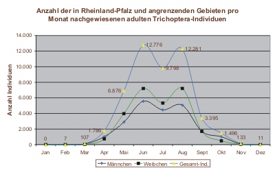 Individuenzahlen im Jahreslauf