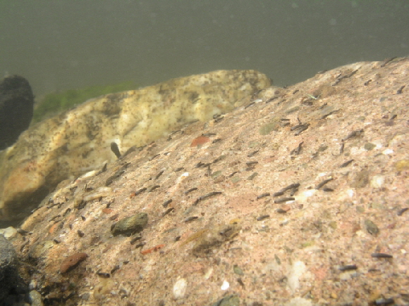 Micrasema-Kolonnie Ruwer 27042008-680 Micrasema-Kolonnie Ruwer 27042008-680