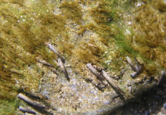 Micrasema-Larven-02-680 Micrasema-Larven-02-680