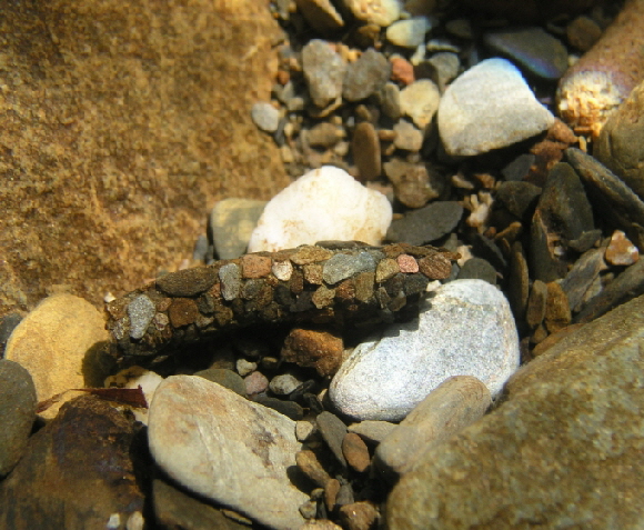 Potamophylax-Larve-680 Potamophylax-Larve-680