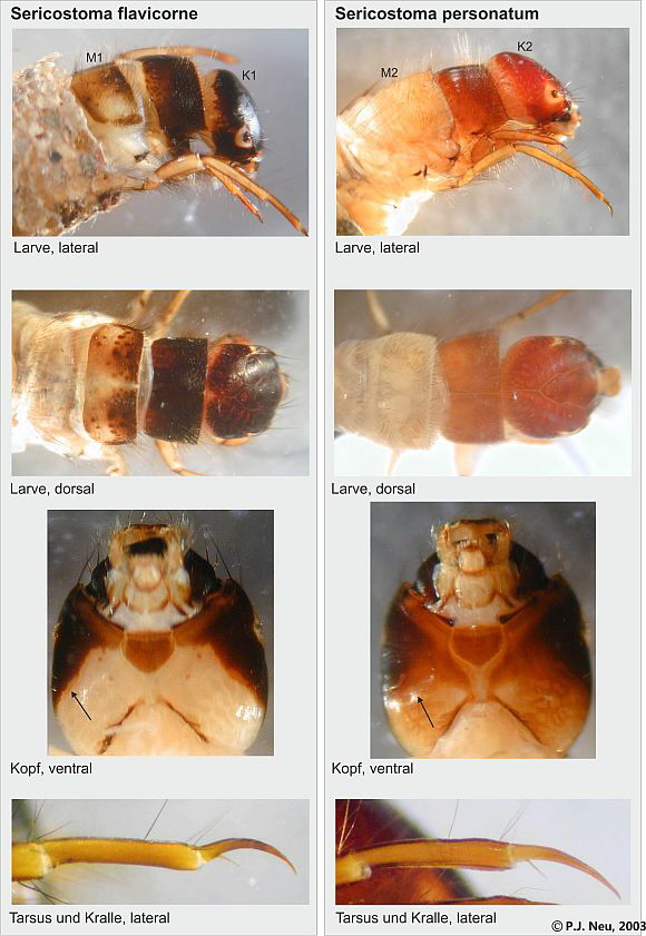 Sericostoma pers+flav-Larven