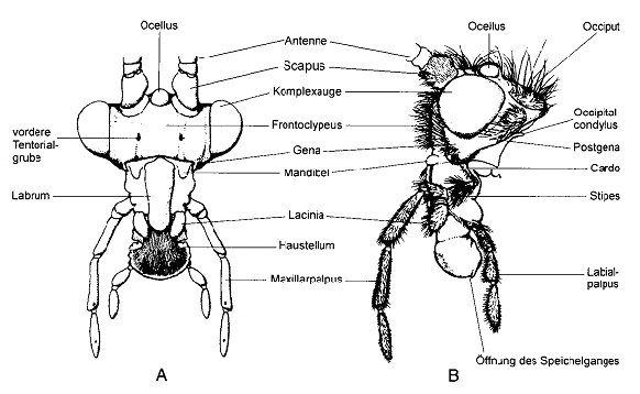 Terminologie-IM-0202