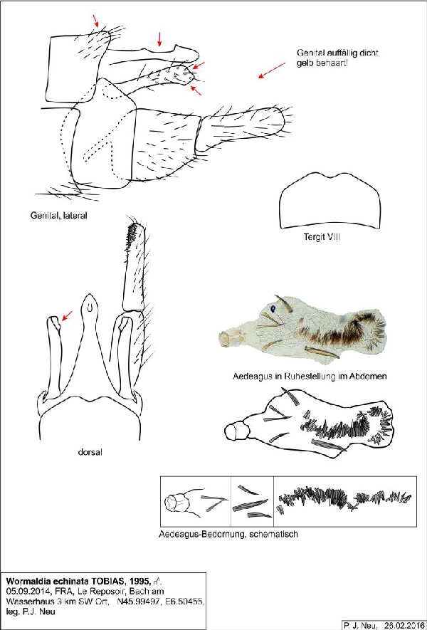 Wormaldia echinata M FRA Reposoir